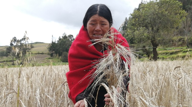 Rosa Morocho sembró cebada en su terreno, en la comunidad de Laurel Gompuene de la parroquia Flores, en Riobamba. Foto: Modesto Moreta / El Comercio