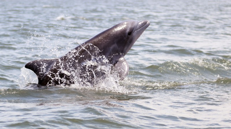 El avistamiento de delfines es uno de los atractivos turísticos de El Morro. La especie está en peligro, afirman autoridades. Foto: Municipio de Guayaquil