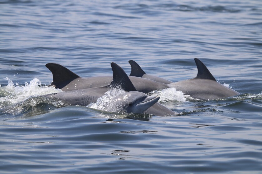 Imagen referencial. Delfines entrenados protegen base naval rusa. Foto: Redes sociales