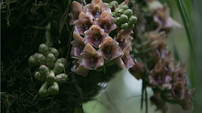 Una ruta de las orquídeas en provincias amazónicas del Ecuador fue una de las propuestas del Observatorio Regional Amazónico. Foto: Archivo/ EL COMERCIO