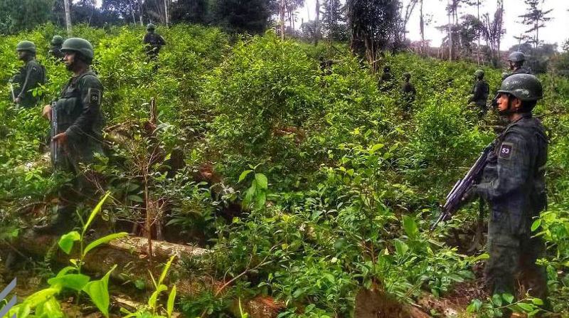 Una extensa plantación de coca fue descubierta por el Ejército Ecuatoriano en Sucumbíos. Foto: Ejército Ecuatoriano