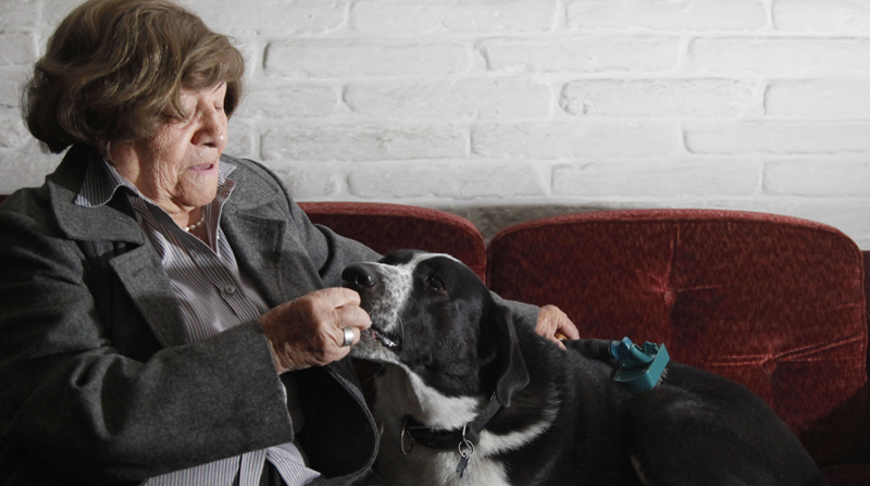 Martha Argüello peina con frecuencia a su perro llamado Manchas. Es recomendable que las mascotas tengan pelo. Foto: Patricio Terán / EL COMERCIO