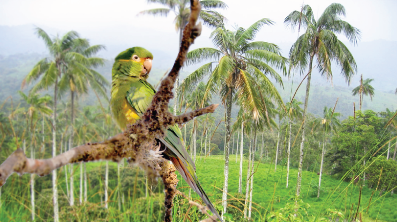 La palma de cera es uno de los géneros más importantes que existen en los bosques andinos nublado y subtropical en la serranía ecuatoriana. Foto: Ministerio del Ambiente