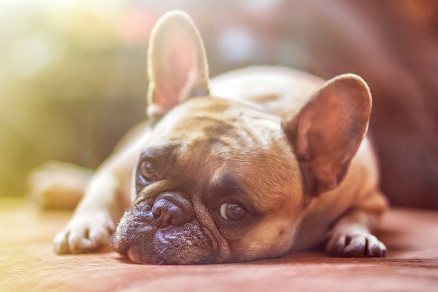 Perros de razas genéticamente modificados serán prohibidos en Reino Unido. Foto: Pixabay