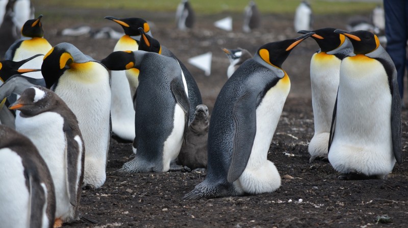 Por contar pingüinos y ayudar a los turistas podría ganar 2 166 dólares en la Antártida. Foto: Pixabay