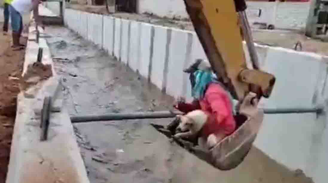 El obrero logró rescatar al can de un canal de agua donde era arrastrado por la corriente. Foto: Captura de pantalla.