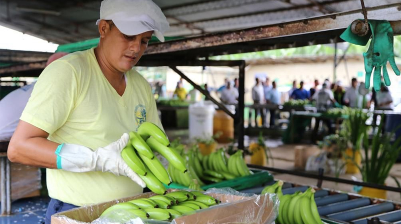 En la etapa inicial del plan, las subvenciones se entregarán a pequeños productores de banano que tengan plantaciones de hasta diez hectáreas de extensión. Foto: MAG