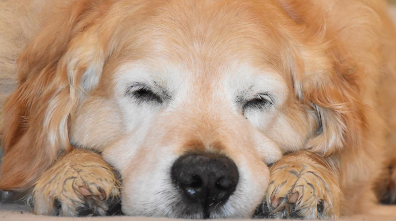 Estudios científicos apuntan que los caninos tienen un ciclo de sueño similar al de los humanos. Foto: Pixabay