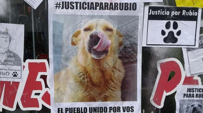 El perrito que vivía en una estación de servicio fue asesinado en agosto de 2019 y despertó el repudio de la sociedad. Foto: redes sociales
