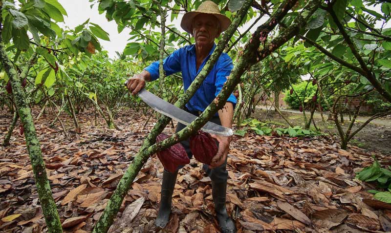 El cacao ecuatoriano es solicitado en Europa por su pureza. El país tiene certificaciones para competir con otras regiones. Foto: EL COMERCIO