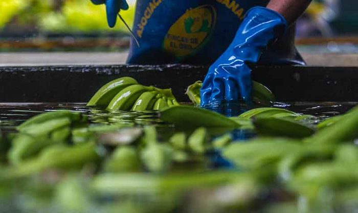 El banano es uno de los productos que está en discusión dentro las negociaciones con México. Foto: Archivo / EL COMERCIO