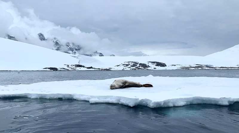 Estudio determina mayores probabilidades de olas de calor en el Antártico. Foto: EFE