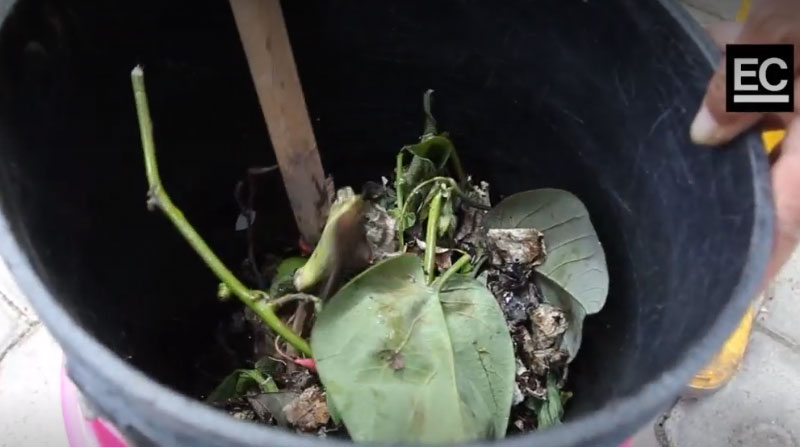 Desechos de alimentos y de plantas puede usarlos para preparar el compostaje. Foto: EL COMERCIO