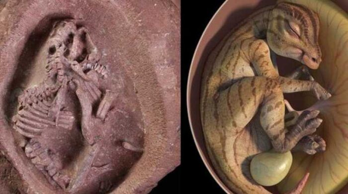 El embrión de dinosaurio con pico de pato más completo jamás documentado fue hallado en China. Foto: Redes sociales