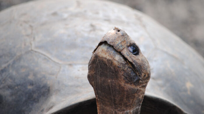 El comercio ilegal de especies afecta a las tortugas en Galápagos. Foto: Franklin Vega