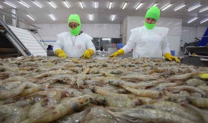 En el primer trimestre, el monto de exportaciones de camarón fue de USD 1 756 millones. Foto: Archivo / EL COMERCIO