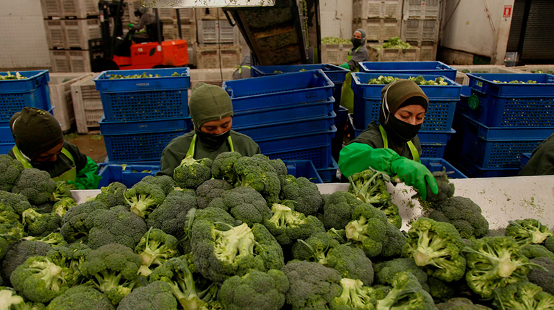 El brócoli es uno de los principales productos que Ecuador exporta a Israel. Foto: Archivo / EL COMERCIO