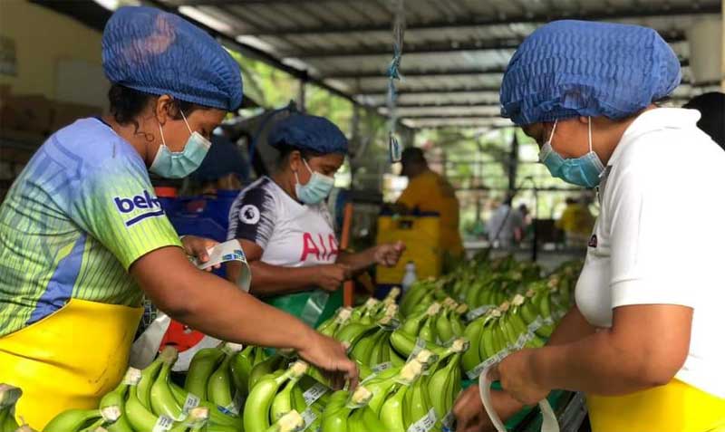 El gremio bananero se reunió para anunciar las decisiones de su asamblea, en la provincia de El Oro. Foto: cortesía