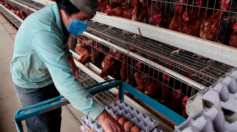 La demanda de carne de pollo ha crecido en el país. Foto: Archivo / EL COMERCIO