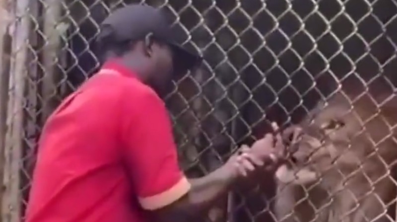 Un león africano del Zoológico de Jamaica le mordió y arrancó uno de sus dedos a su cuidador. Foto: Captura