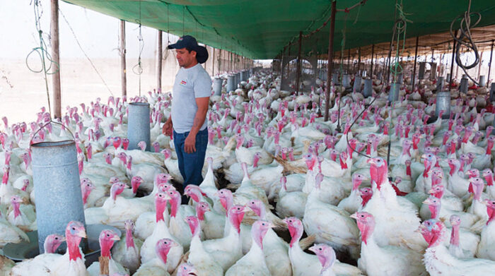 En las granjas avícolas del Ecuador toman precauciones frente a la alerta sanitaria. Allí se producen 255 millones de pollos al año. Foto: Cortesía