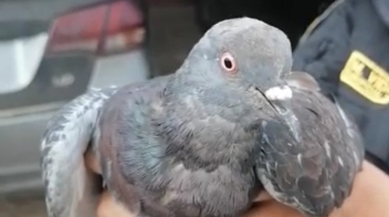 Una paloma que transportaba droga para introducirla en la cárcel de Perú fue interceptada por la policía local. Foto: Twitter Policía Perú