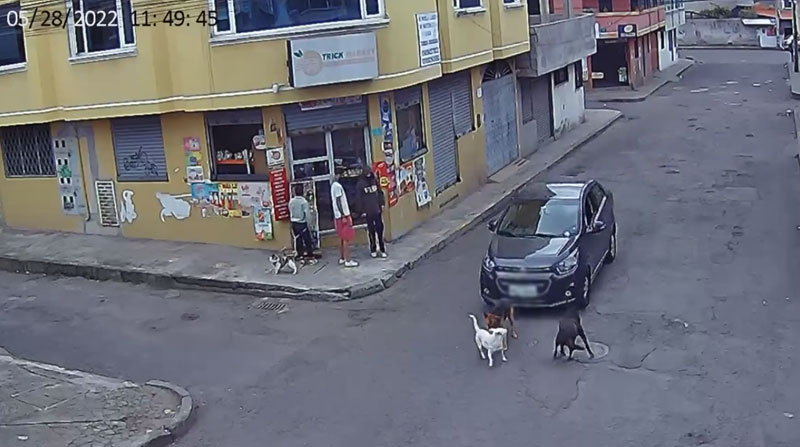 El auto fue grabado cuando circulaba y cambia de carril para atropellar a perros en la vía. Foto: Captura de pantalla