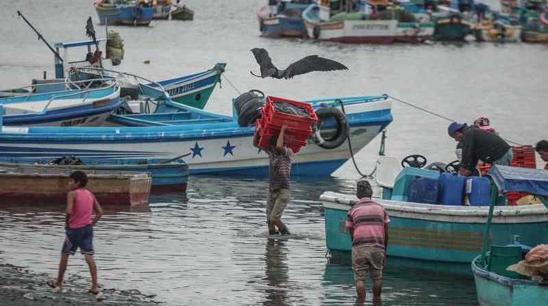 Migrantes venezolanos trabajan en el Puerto Pizarro, Túmbes (Perú). Foto: EFE/ Aldair Mejía