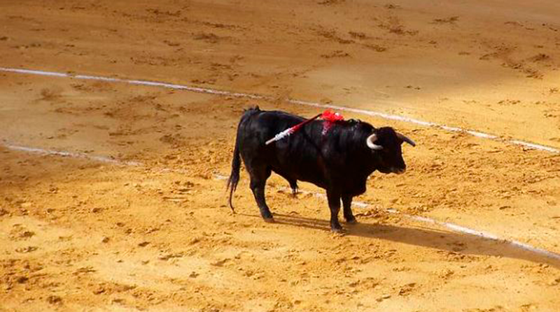 Imagen referencial. El partido animalista de Portugal pidió eliminar las corridas de toros. Foto: Pixabay
