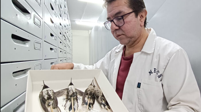 El experto César Garzón trabaja desde hace 14 años con la colección ornitológica más grande del Ecuador. Foto: Diego Ortiz / EL COMERCIO