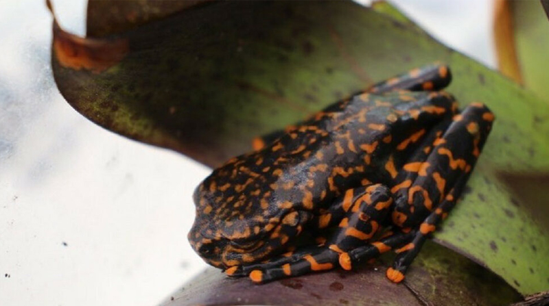 Este espécimen de color negro con manchas anaranjadas, acostumbra a moverse y descansar en las bromelias. Foto: Ministerio de Ambiente