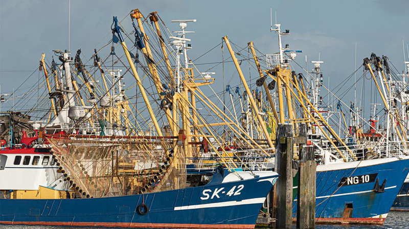 Imagen referencial. La flota pesquera internacional ha estado realizando la pesca de calamares gigantes. Foto: Pixabay
