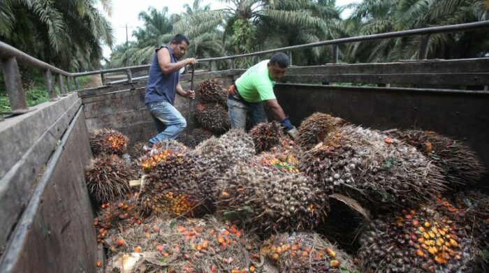 El procesamiento del aceite rojo de palma está concentrado en la Costa y Amazonía, donde se encuentran la mayoría de extractoras. Foto: EL COMERCIO