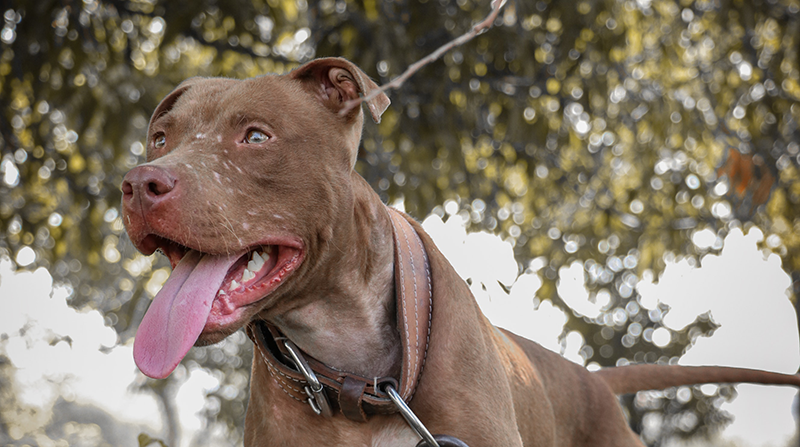 Imagen referencial. El perro de raza pitbull recibirá la eutanasia. Foto: Pexels