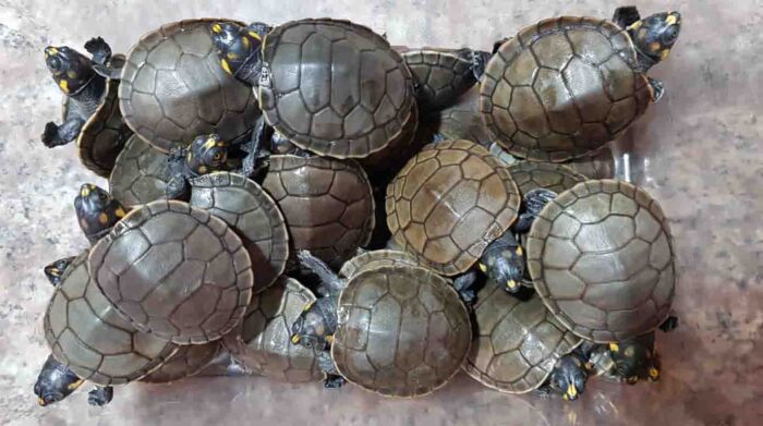 Las tortugas se encuentran entre los animales más traficados. Foto: Ministerio del Ambiente.