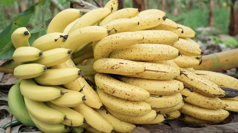 El Gobierno aplicará auditorías a 245 exportadoras de banano y 15 asociaciones exportadoras. Foto: Cortesía