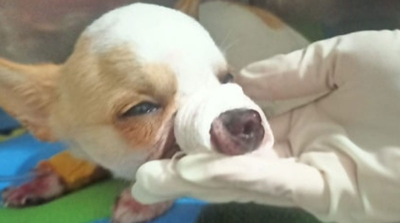 La cachorra quedó herida sobre una vía, cuando fue rescatada por una moradora del sur de Quito. Foto: Fundación Lucky Bienestar Animal