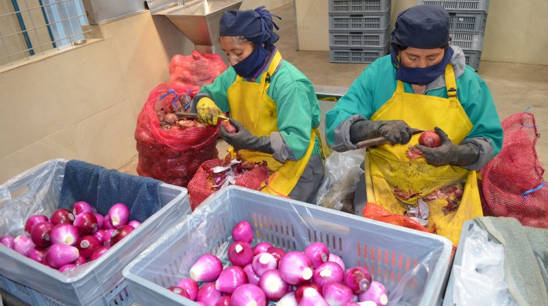 Una empresa comercializadora de Ambato mantiene su actividad en medio de la crisis que vive el sector productor de cebolla. Foto: EL COMERCIO