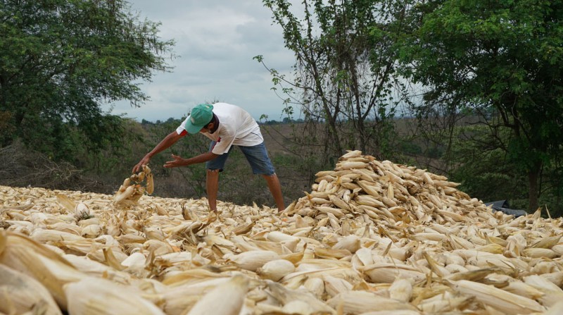 El productor Gonzalo Macías no ha podido sembrar maíz en Tosagua, por la falta de lluvias. Foto: Juan Carlos Pérez para El Comercio