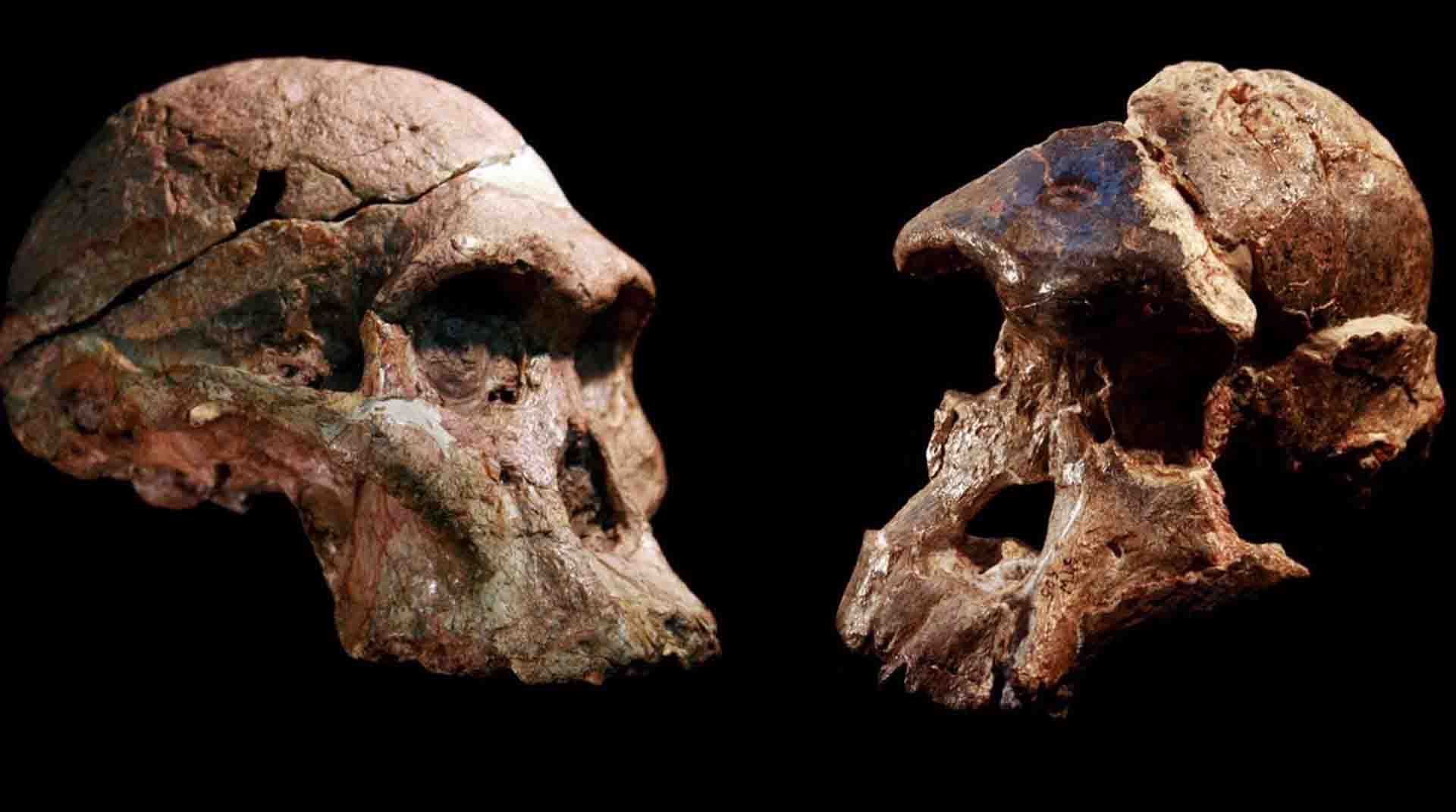 Cráneos de Australopithecus que se encontraron en las cuevas de Sterkfontein, Sudáfrica. Foto: Europa Press.