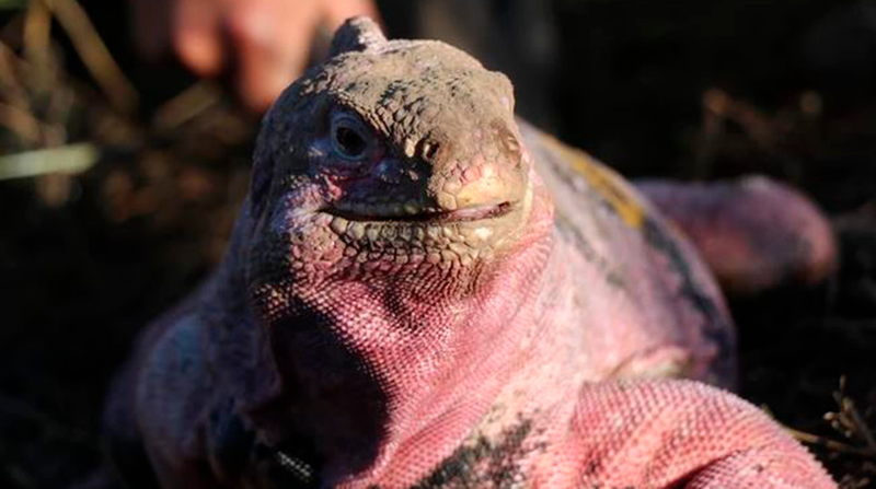 Las iguanas de Galápagos como esta iguana rosada (Conolophus marthae) son presas de la caza furtiva y terminan como mascotas en Europa y Asia. Foto: Ministerio de Ambiente