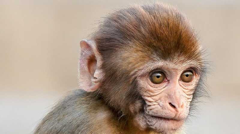 Imagen referencial. Un mono disfrazado con chaleco antibalas fue encontrado muerto, luego de un tiroteo en México. Foto: Internet