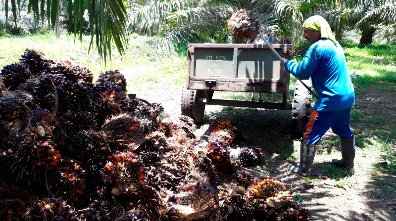 La cosecha del racimo que produce el aceite rojo de palma africana continúa en las fincas productoras. El cultivo tiene más presencia en la Costa y Oriente. Foto: Cortesía Propalma