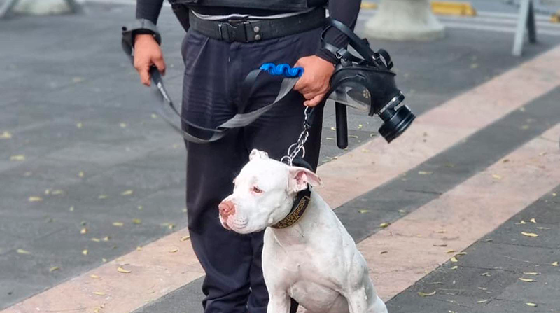 Animalistas rechazaron uso de perros rescatados en labores de seguridad por parte del Municipio de Guayaquil. Foto: Municipio de Guayaquil
