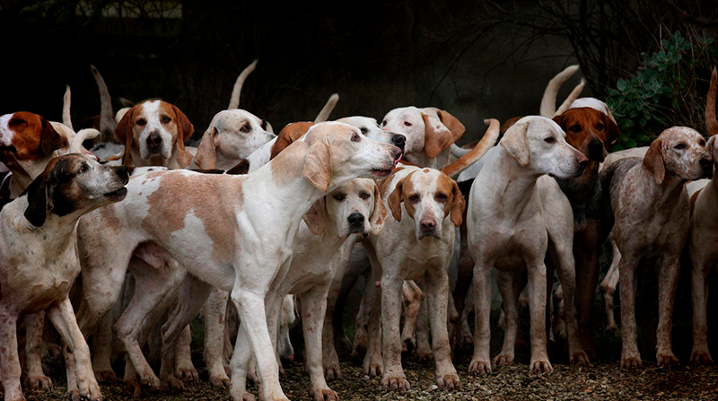 Imagen referencial. La domesticación de los perros ha implicado cambios en diferentes genes. Foto: Pixabay