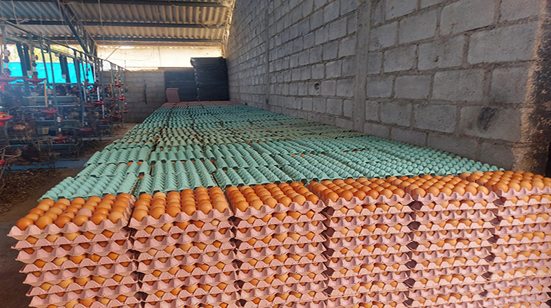 Unos 45 millones de huevos de mesa no logran llegar a los principales puntos de distribución, según Conave. Foto: Cortesía Unión de Productores de Huevos.