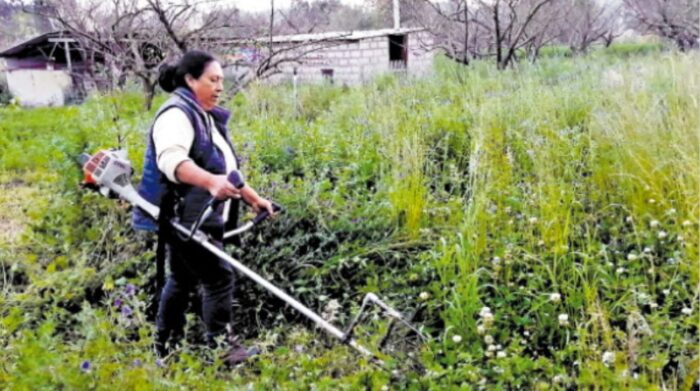 Muchos de los agricultores solo producen alfalfa porque no requiere de fumigaciones. Foto: Modesto Moreta/ El Comercio
