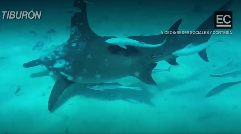 El tiburón es uno de los animales que está en peligro de extinción en Ecuador. Foto: Captura de pantalla