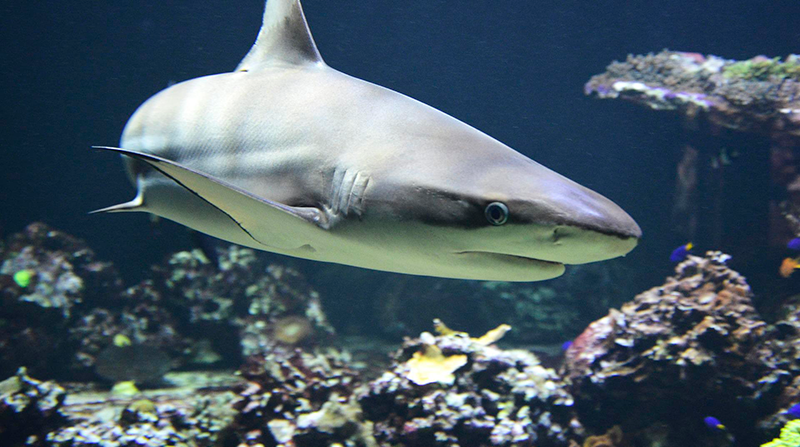 Imagen referencial. Las autoridades desconocen qué tipo de tiburón atacó al menor. Foto: Pixabay