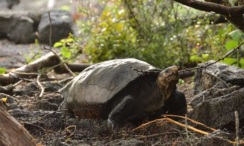 Fernanda, la única tortuga gigante viva de su especie, vive ahora en el Centro de Cría de Tortugas Gigantes del Parque Nacional de Galápagos, en la isla de Santa Cruz. Foto: EFE